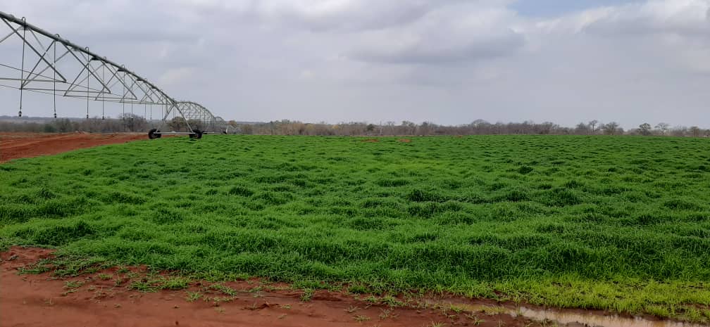 basera_john's tweet image. We have 3 options:
1. Production 
2. Production 
3. Production  
We will choose all and run with all the options.