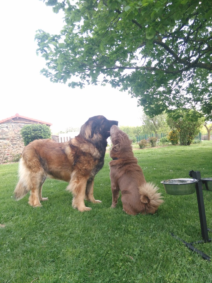 Ccylb's tweet photo. #JourneeMondialeDuChien
🥰
#macfly #gypsie #leonberg #sharpei #inlove https://t.co/rODhSvxV9U