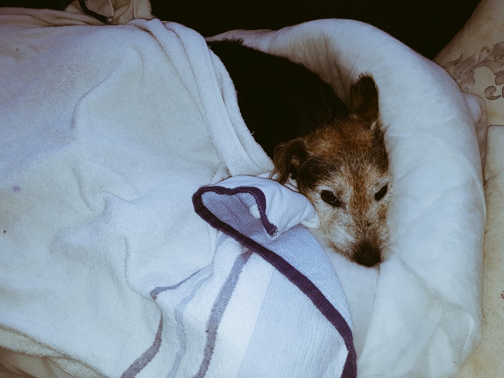  #InternationalDogDay Harry the Lip 