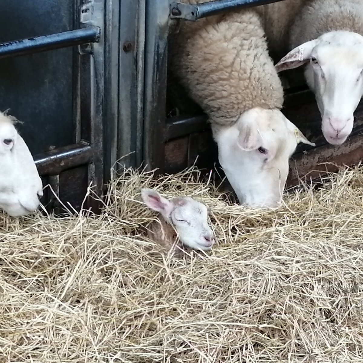 BerkswellCheese's tweet photo. Happiness is finding the cosiest place to sleep 😊🐑💤
#sheep #lambs #lambingtime #dairysheep #sheepscheese #cheese #dairyfarming #britishfarming #buyBritish #supportlocal https://t.co/pLUEQxVDbz