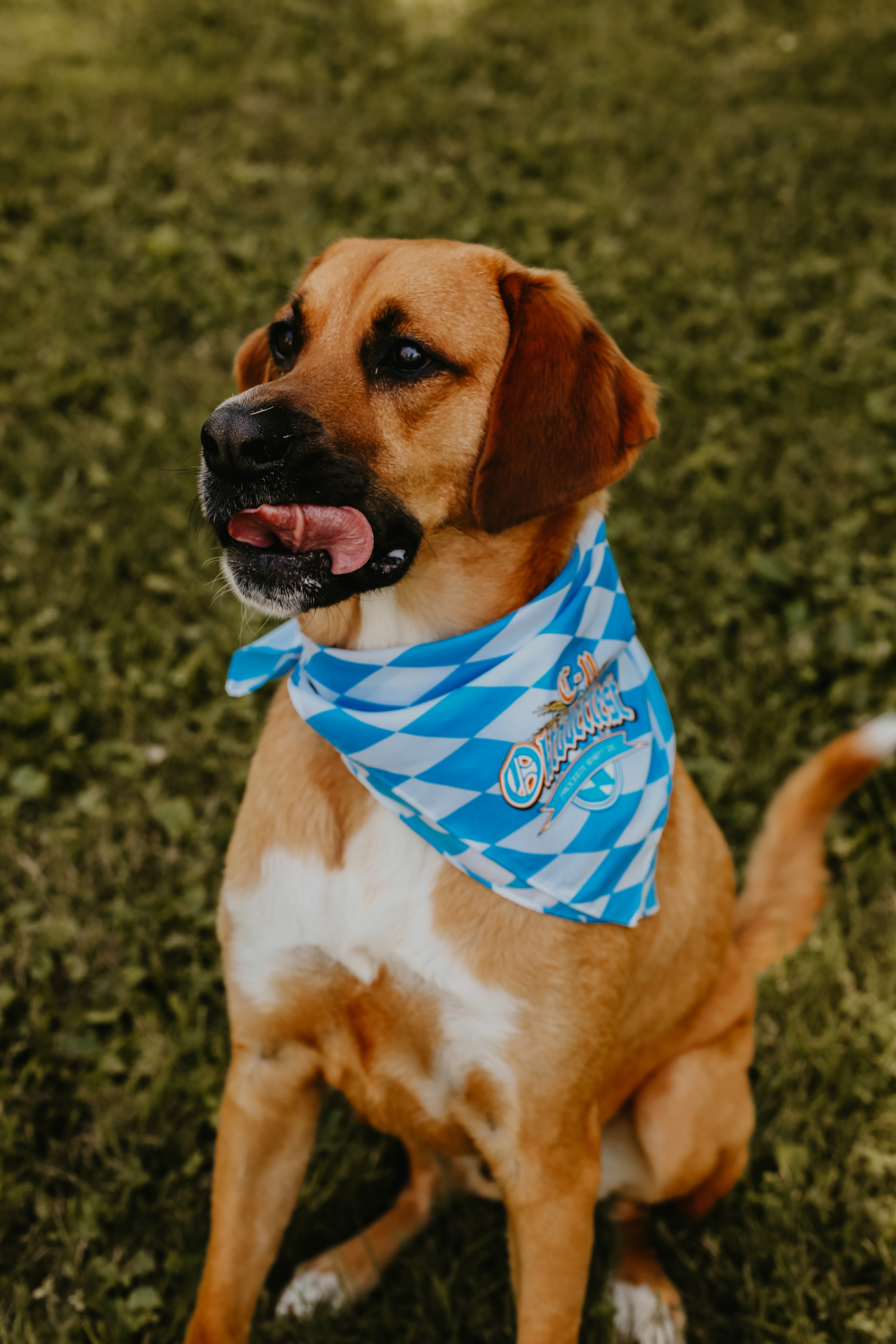 Oktoberfest Dog Bandana