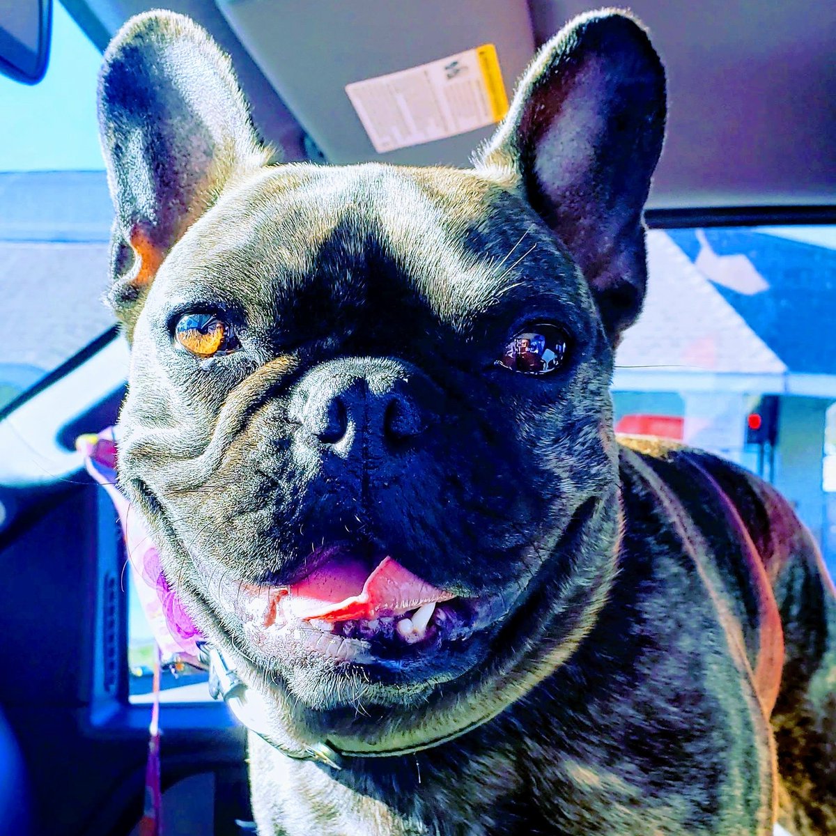 Meems46's tweet image. #NationalDogDay