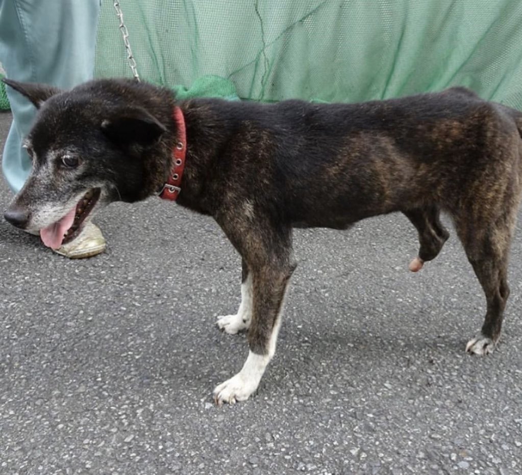 タコちゃん 里親募集中 里親募集犬 里親募集 ペットショップに行く前に 里親募集中 里親募集犬 里親さん募集 保護犬 保護犬を家族に ペットショップ ペットショップへ行く前に里親になる選択を 迷子犬 迷子犬情報 迷子 迷子犬の掲示板 タコちゃん 里親募集中 里親募集犬 里親募集 ペットショップに行く前に 里親募集中 里親募集犬 里親さん募集 保護犬 保護犬を家族に ペットショップ ペットショップへ行く前に里親になる選択を 迷子犬 迷子犬情報 迷子 迷子犬の掲示板