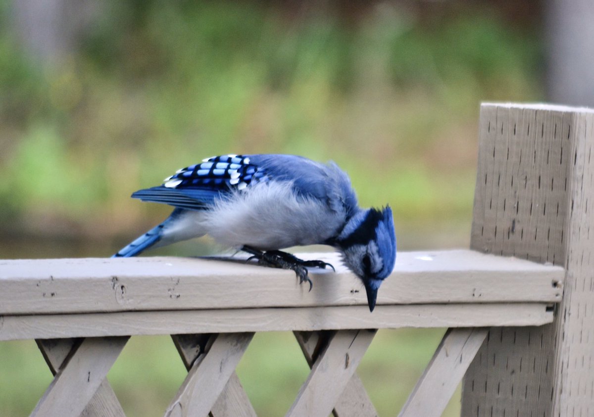 A curious blue jay.
#pei #Canada #nature #birds #NaturePhotography #birdphotography #BlueJays