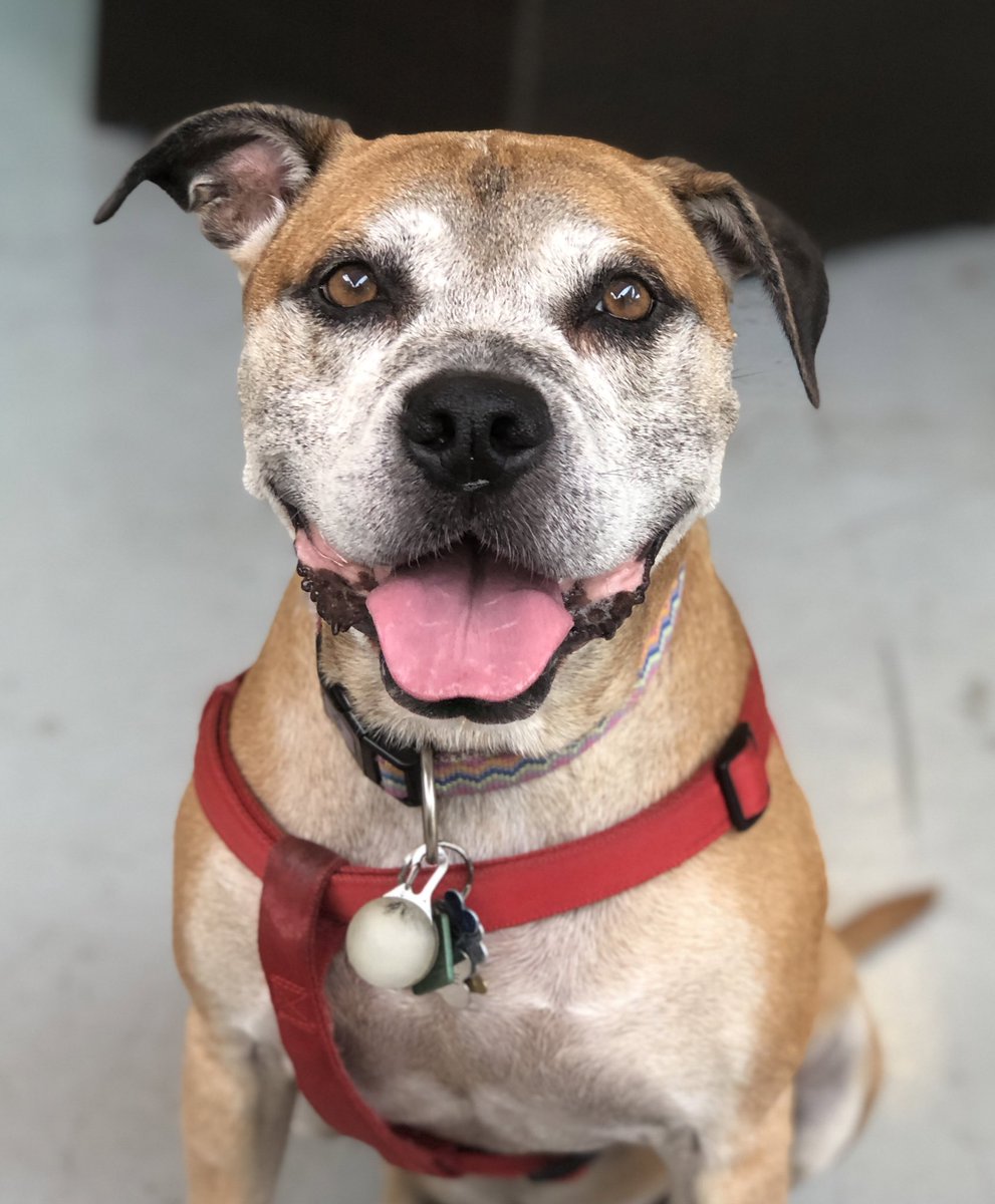 mlpartyka's tweet photo. Happy #NationalDogDay ! Our Lady Jane has been a loyal #fieldwork companion,  #Covidpartner and all around awesome #beachbum At 11 years young, she is also a loyal member of @MSALSeaGrant 🐶#DogsOfSeaGrant #furbaby @rfbond007 https://t.co/gb05kXCWCb