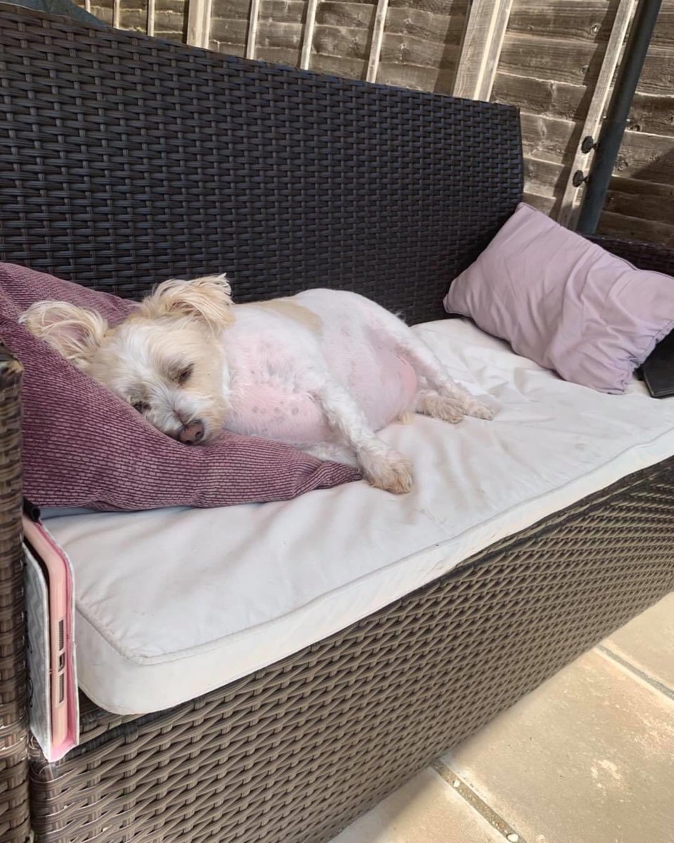 FootFallsPhysio's tweet photo. Happy #InternationalDogDay! 

Here at FootFalls we know how much you all love your fur babies so let’s see some pics and celebrate a day of them 🐶 https://t.co/JjXLDMo56T
