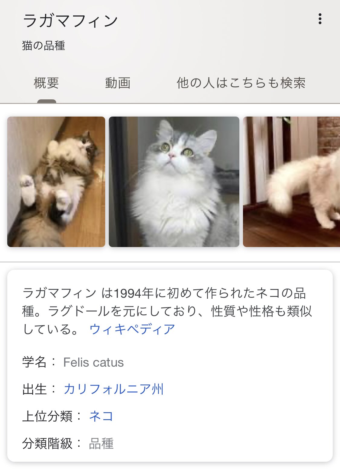 あさと ラガマフィン 猫 の性格かわいすぎん T Co Gua6j2kmsc Twitter