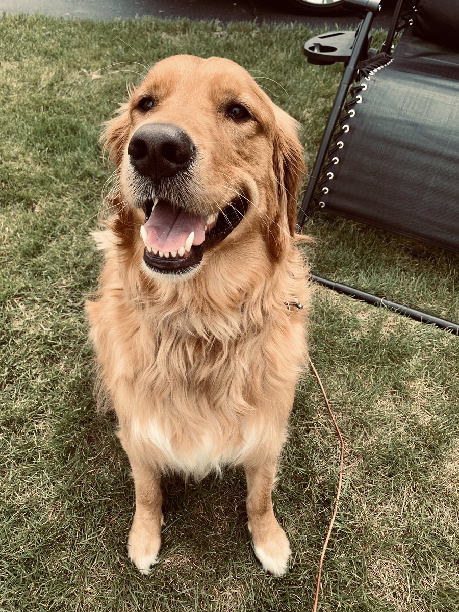 Kaylaa_88's tweet photo. #InternationalDogDay ❤️🐶 https://t.co/L7NvRiRfBU