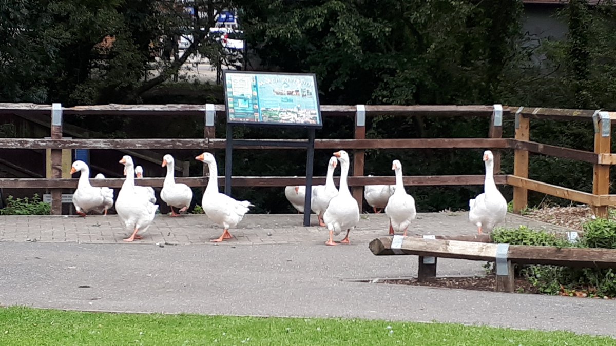cambslib's tweet image. March Library is closed this afternoon - the geese are looking for a good read.....
#LibraryGeese #WhatNoBooks