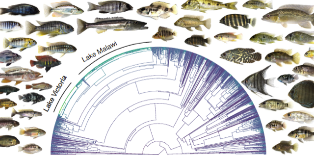 Monash_Science's tweet image. New international research led by @MonashUni scientists has changed our understanding of the evolutionary processes that can lead to the rapid emergence of new species.

Read more: bit.ly/34xr3eV @MonashBiol