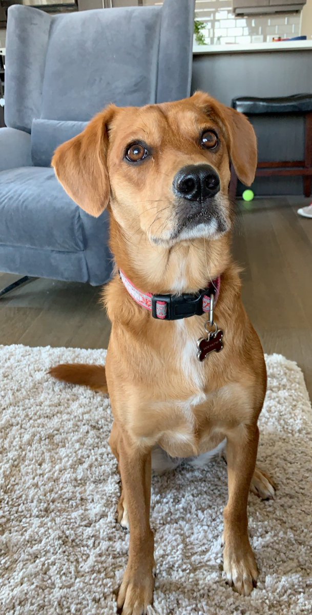 ReedWalstad's tweet photo. Sadie girl needs a new dog bed. Come on Twitter- Help this good girl get a Busch bed #BuschDogBrew #Sweepstakes @BuschBeer https://t.co/yW1aIcuhzL