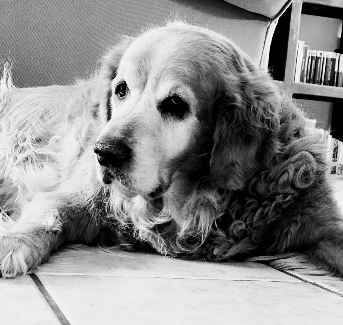 CharlySoler_'s tweet photo. @adorama Luke #dogphotography #NationalDogDay https://t.co/pZXxYUSkUy
