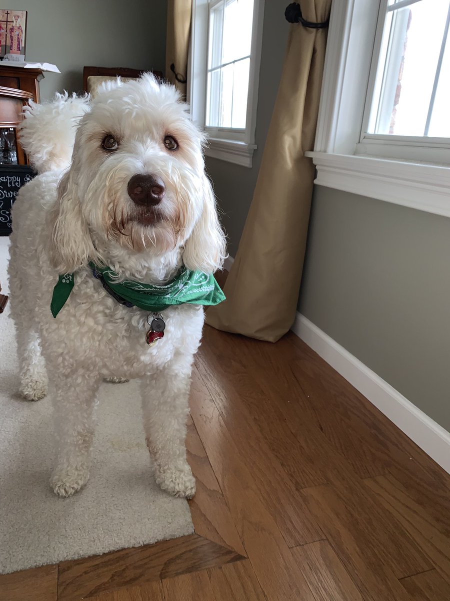 Happy National Dog Day to my best buddy Pippin! Love ya friend!