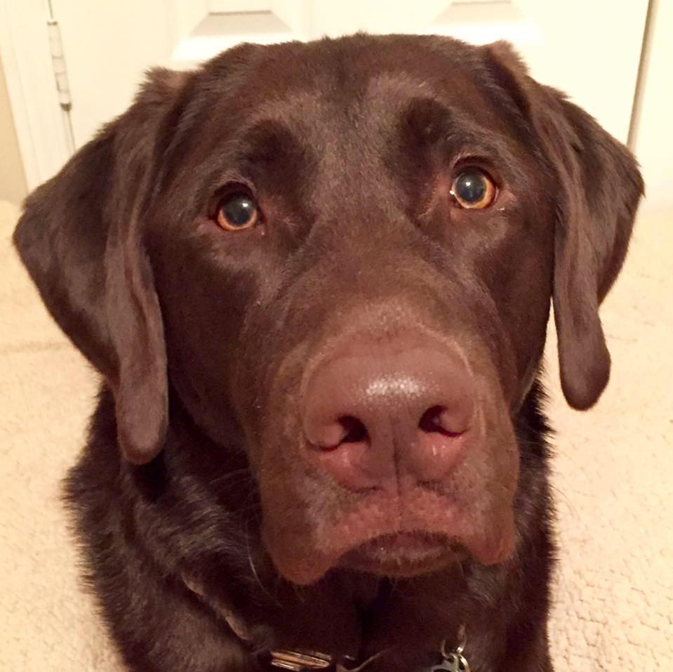 Happy National Dog Day from Willie