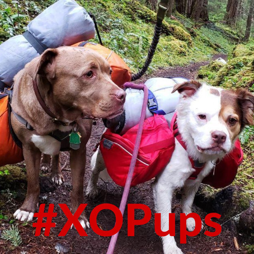 Happy #NationalDogDay from the ones that help us stay motivated and in a happy mood during stressful days at work! Of course, we love what we do, but our pups make everything better 😍 #TeamXomadPups
