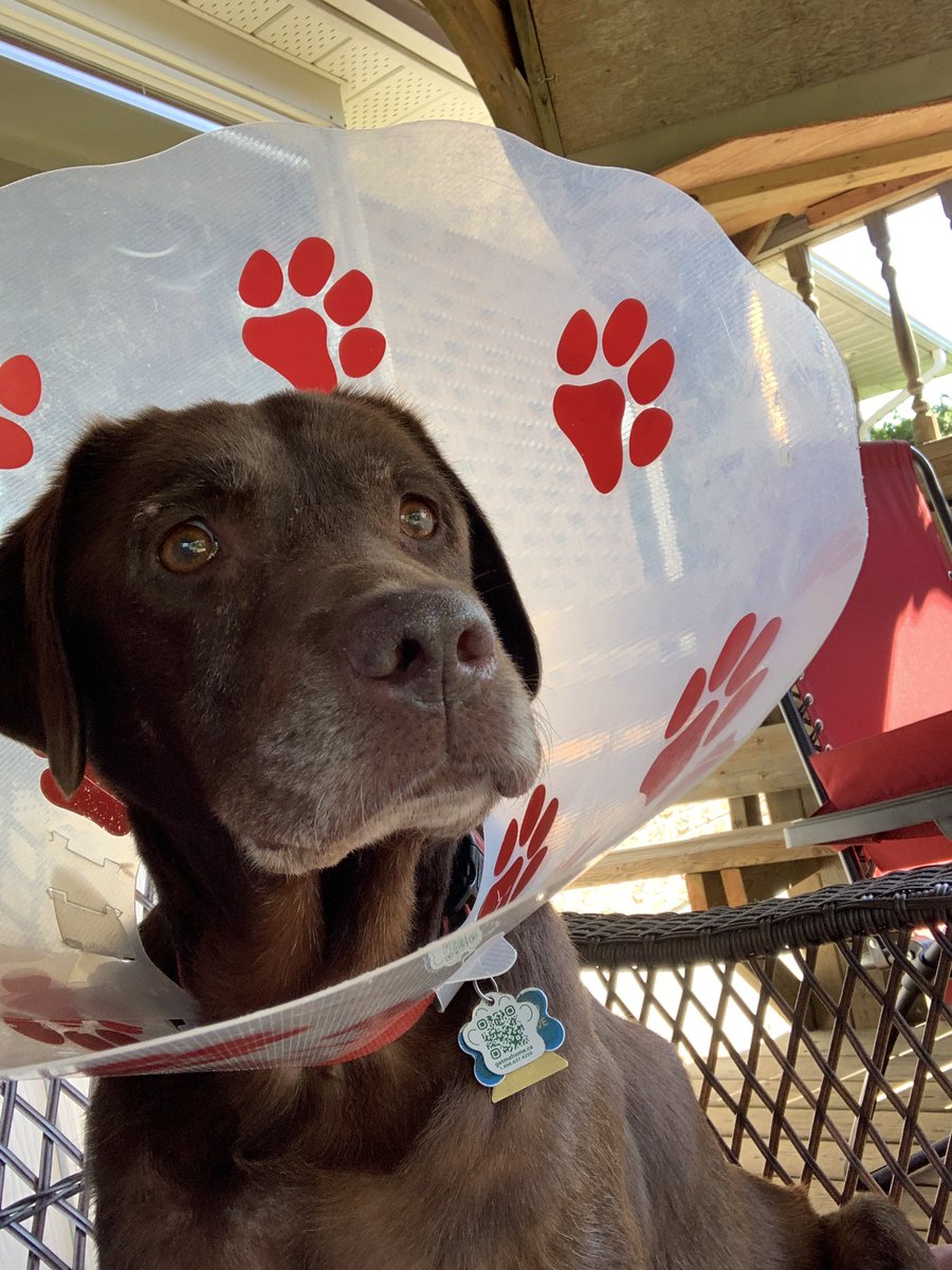 shlitch's tweet photo. @dog_rates Wear a cone and call it fashion 
#InternationalDogDay https://t.co/dnpsezdiMm