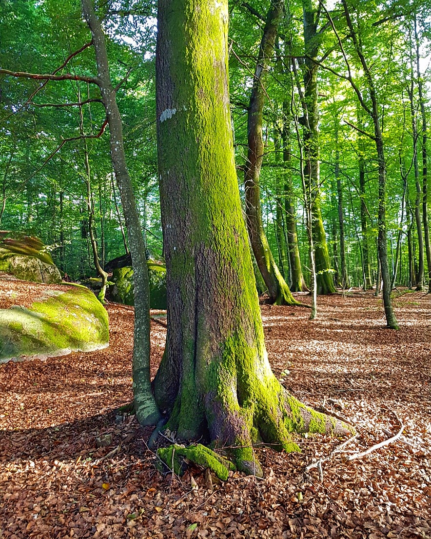 Barbroeftedal's tweet photo. And into the forest I go, to lose my mind and find my soul.
🧡 #bøkeskogen 
 ~ John Muir https://t.co/xjahJCEw6M