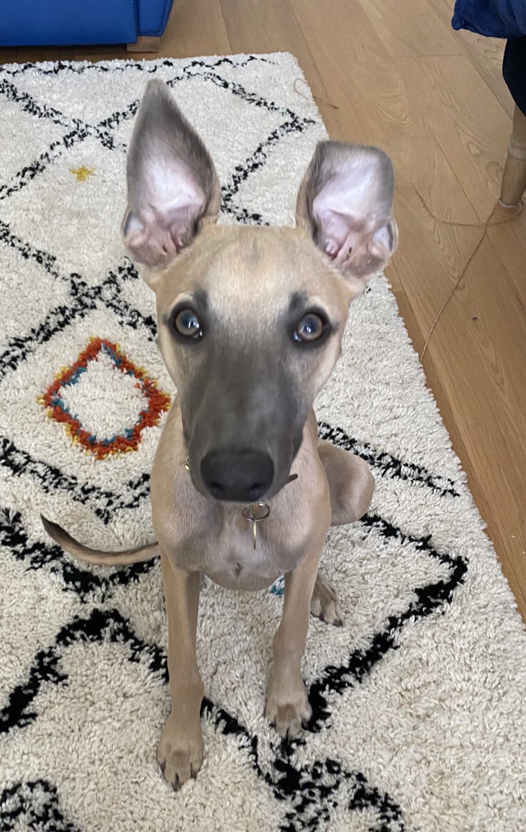 saheaney's tweet photo. @dog_rates Here’s Finbar, dog or rabbit? https://t.co/dCV2eO286W