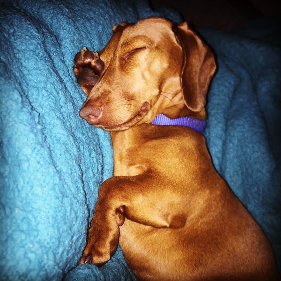 Happy National Dog Day! 🐾 🐶 #Frankie #Miniature #Dachshund