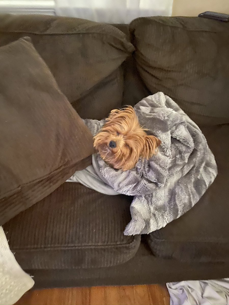 bdtray's tweet photo. @dog_rates My best friend, Chester 💙 https://t.co/rYgwZAscTX