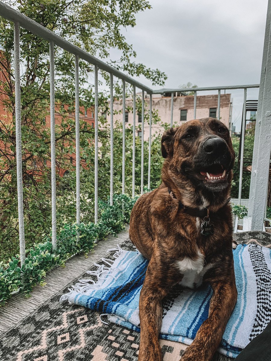 avecnoirnyc's tweet photo. @dog_rates happee #NationalDogDay 🐾 https://t.co/xbr2gj7ZiA