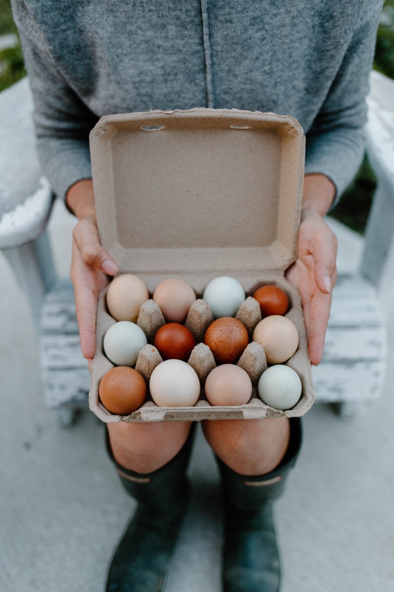 wavesdigitalca's tweet image. We had the pleasure of working with a local business, Hen + Harrow Farm

They offer farm fresh eggs 🐓 that are free raised, organically fed &amp;amp; hand-gathered, and more

Were proud to show you what we came up with for the Hen &amp;amp; Harrow Farm #logo and photo session for their #website