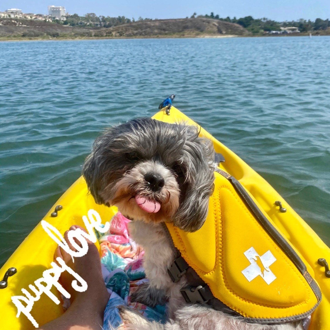 Day off from Blizzard's Talent Attraction team, Libby went on her first kayak trip. She just paws in the direction she wants to go and magically it somehow happens, crazy.