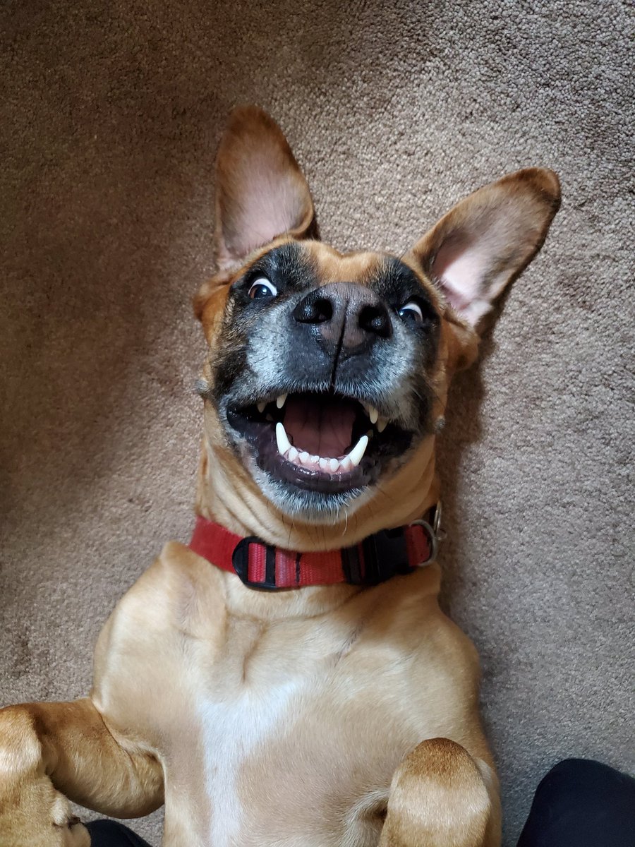 D_Goodman3's tweet photo. @dog_rates Mabel wants to join the party https://t.co/Sa4XmNJw2h