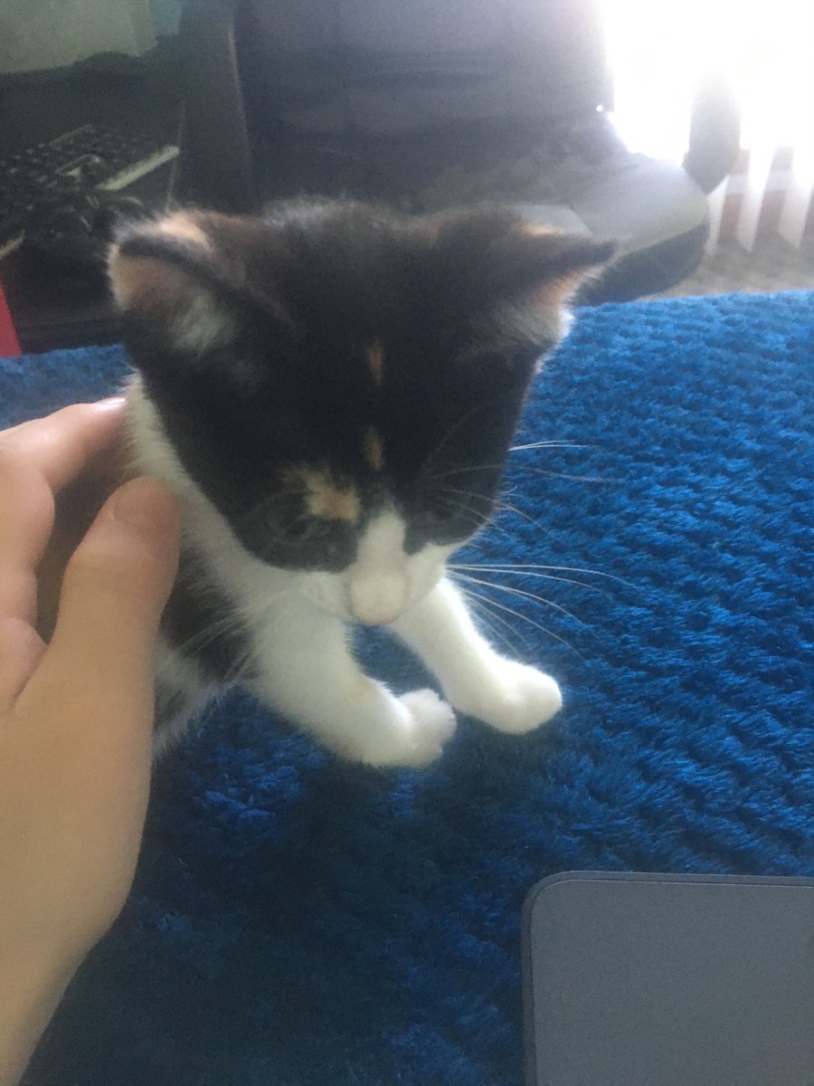 blane_yt's tweet photo. Got a new cat https://t.co/Ay71VTdEGk