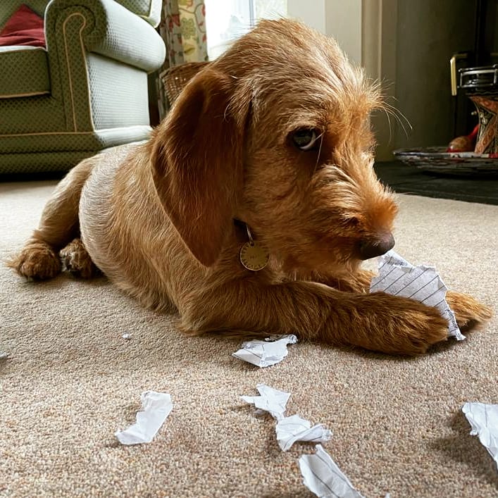 Happy #InternationalDogDay to this little one. Never before have I met a dog so big hearted, cheerful, affectionate and stubborn... #bassetfauvedebretagne instagram.com/chiselthefauve/