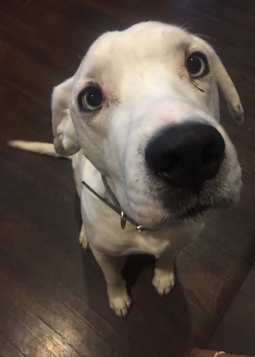 kimmckenzie802's tweet photo. @dog_rates https://t.co/6bGDX0Whsh
