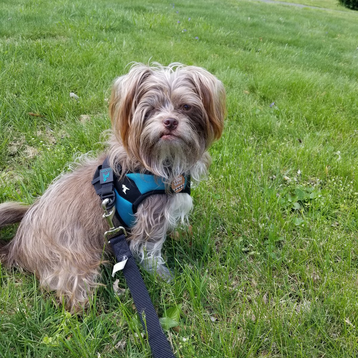 Tenacious_G's tweet image. #NationalDogDay