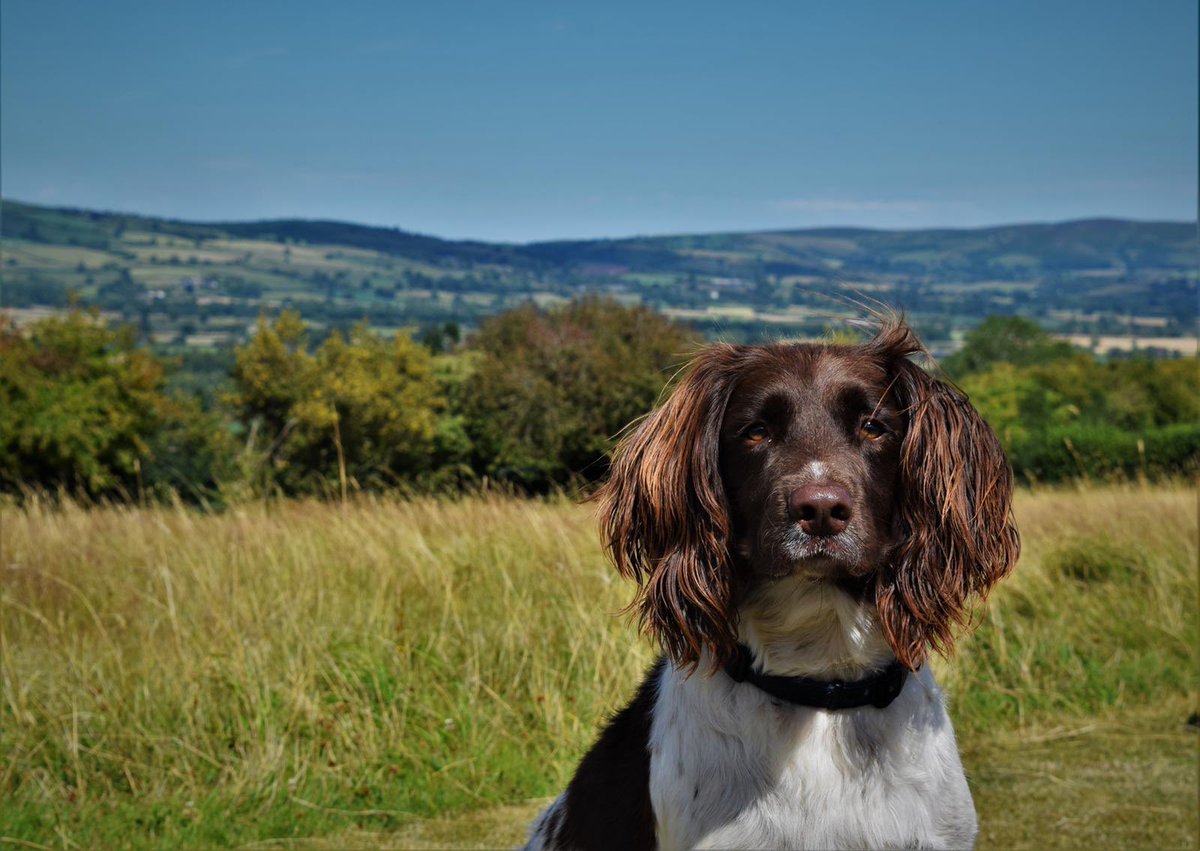 #InternationalDogDay  Keith the best #springerspaniel