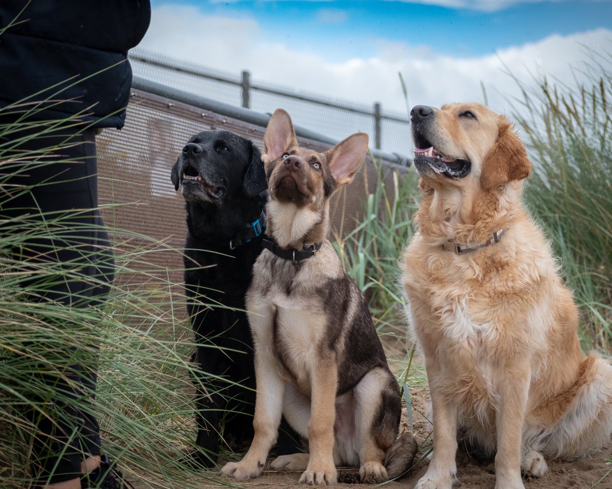 Pawtraitpals's tweet image. Happy International Dog Day from our family to yours 😘 ⁣
⁣
#dogday #internationaldogday #internationaldogday2020 #germanshepherd #goldenretriever #labradorretriever #lab #liversablegermanshepherd #dogfamily #wirraldogphotographer #wirralbusiness #wirraldogphotography