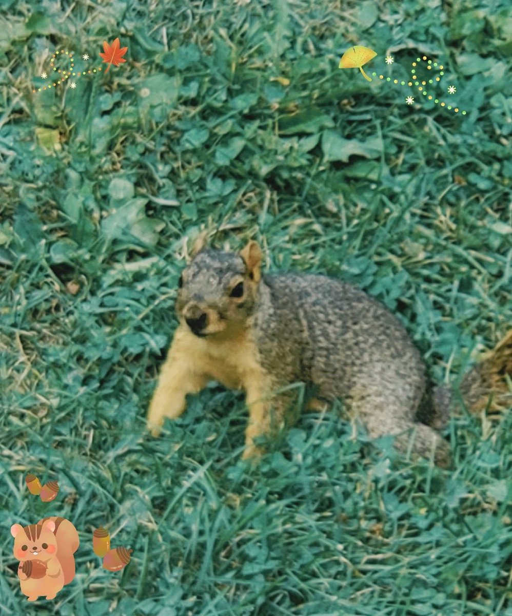 bonbonsandbooks's tweet photo. Little critters that visit our garden!💗
.
.
.
.
#instagood #bestoftheday #igaddicted  #instapic #bonbonsandbooks #happycamper #puremi 💗✨ #cuteanimals #naturephotography #naturelover #nature_perfection https://t.co/Oc9Rx7HkVx