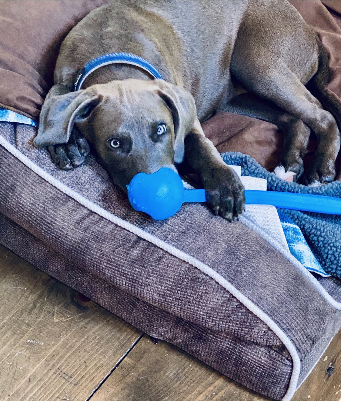 Rachael Ray on X Pool hog dog Bed hog dog Toy hog dog Happy nationaldogday from Triple B Bella Boo Blue livindadawgslife https t Qx9J12g5hx X