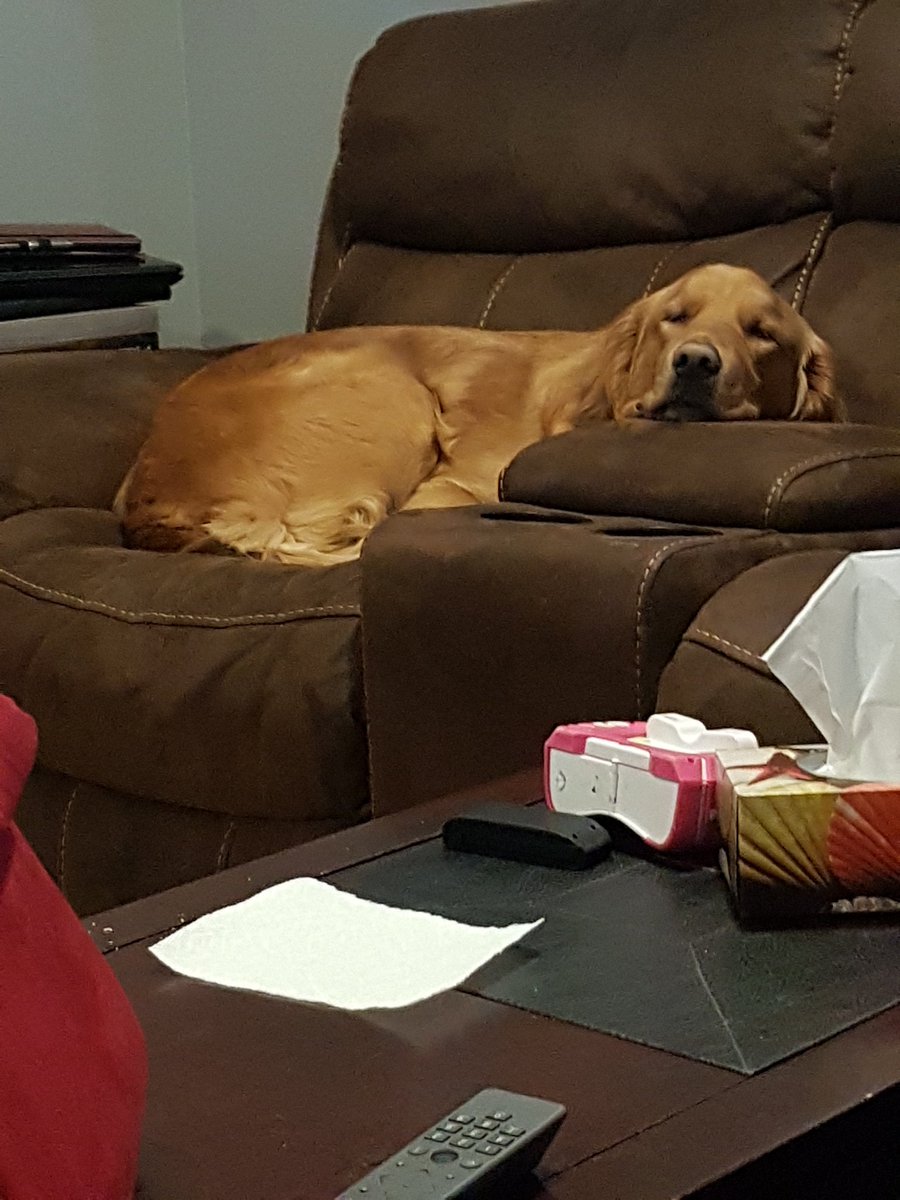 sonja_meehan's tweet photo. @dog_rates https://t.co/fIDEylPyrP