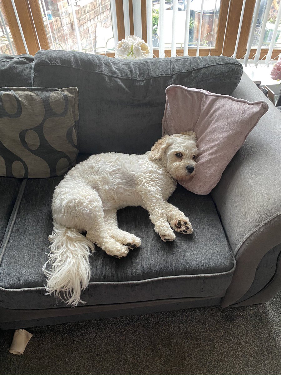SHERYLwrighty's tweet photo. @MrsAthertonQP @QueensCoEURC How cute what breed are they!? They look like our cavachon Dexter https://t.co/TpTrkbuns3