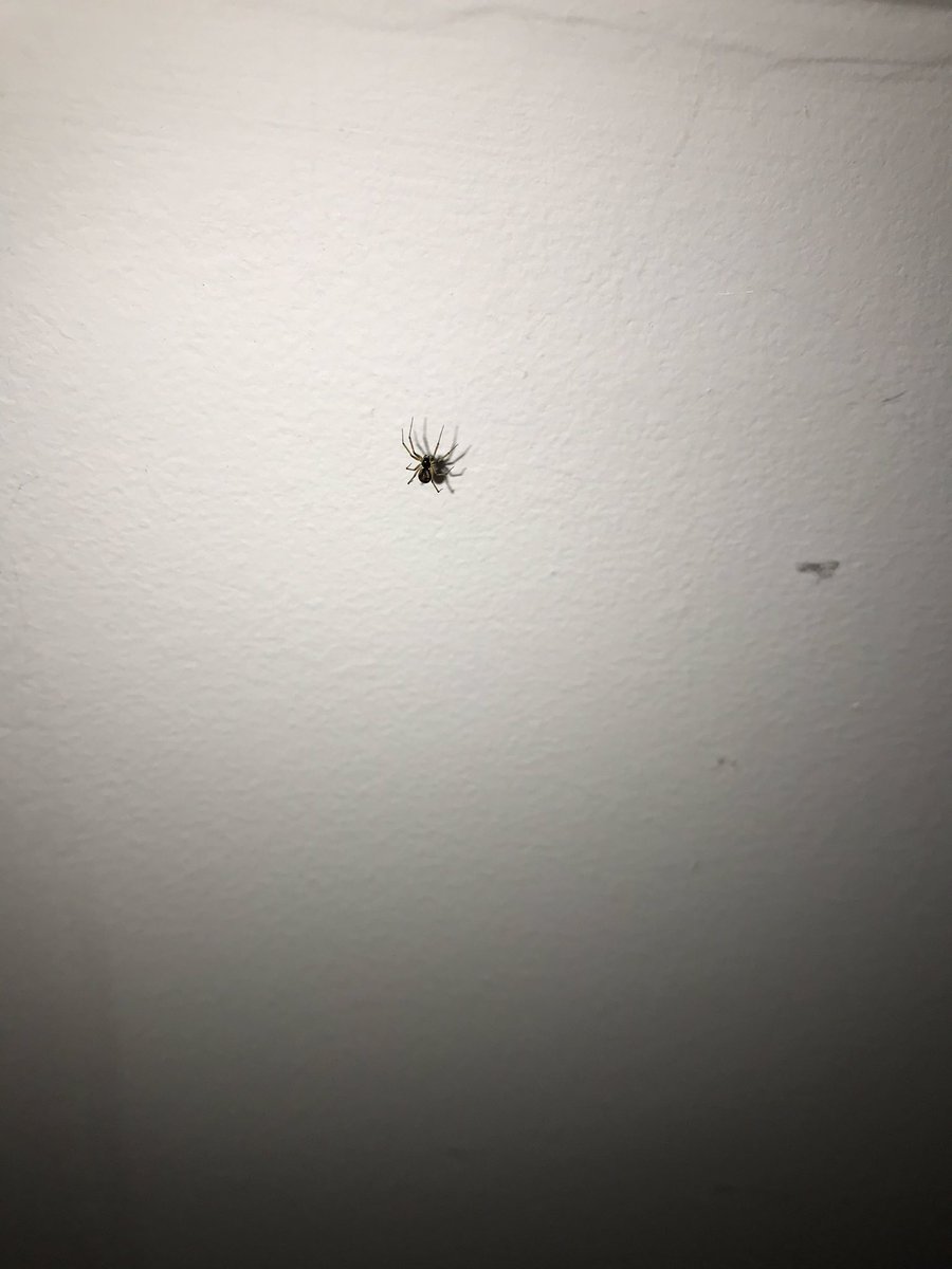 Hi <a href="/BritishSpiders/">BAS</a>. Could this be a very young Steatoda? Not sure if having the flash on helps or not!