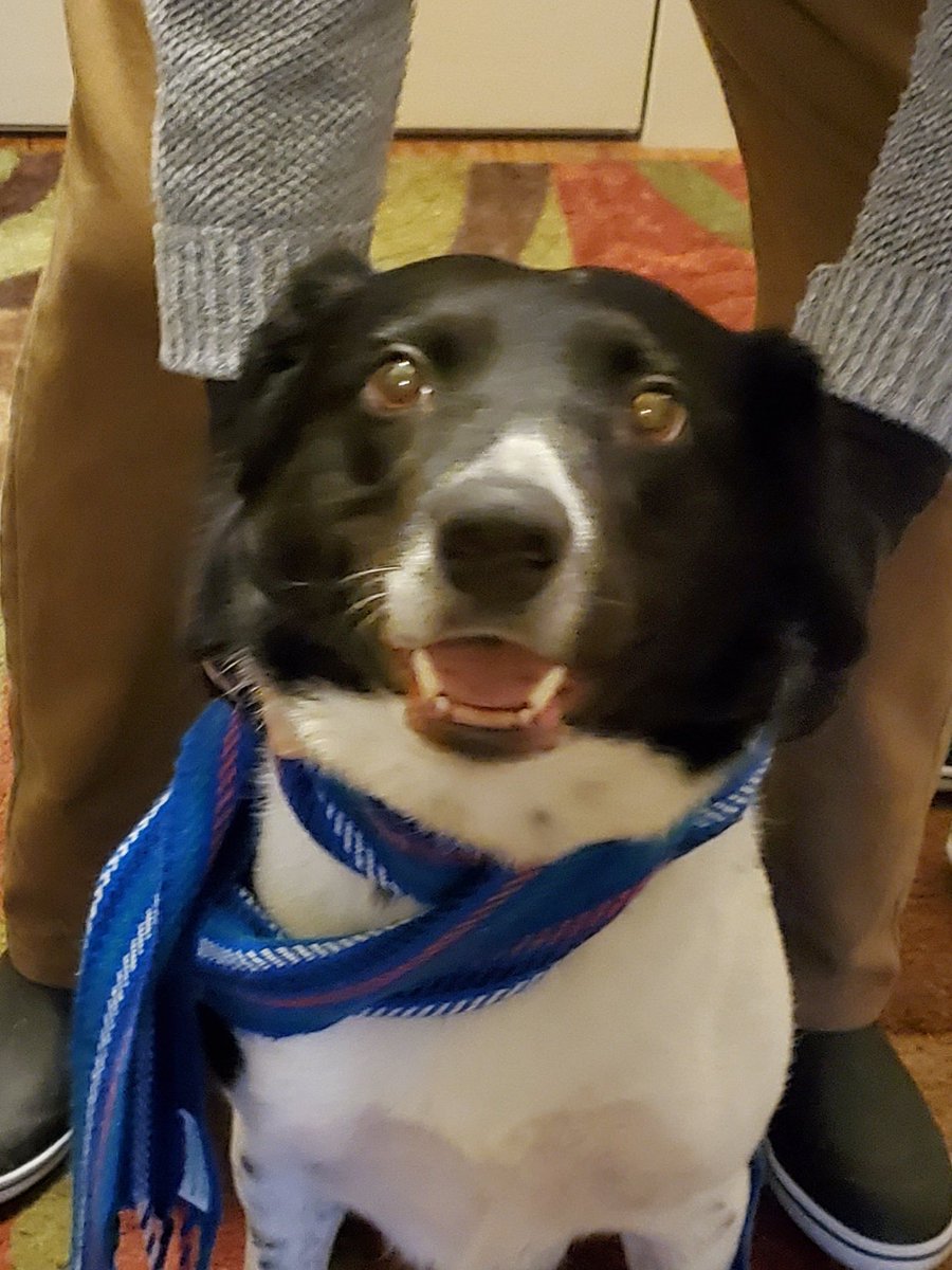 Mac_Karen's tweet photo. #InternationalDogDay #MetisMutt shout out to #SheldonElter https://t.co/nEqUyhM1iA