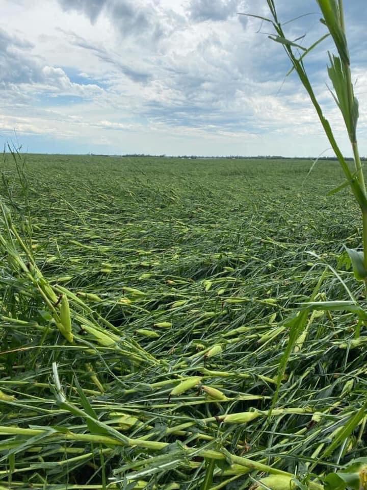 KompasL's tweet photo. August 10, 2020. 
-
40% of Iowa’s corn and soybean crop, gone.
Destruction to Iowa is about $4 billion.
-
Please tune in to my next #KompasPoint on Friday to understand how the #derecho will affect the citizens of #Iowa, and the entire country in the months to come. https://t.co/Tkqjh45X2C