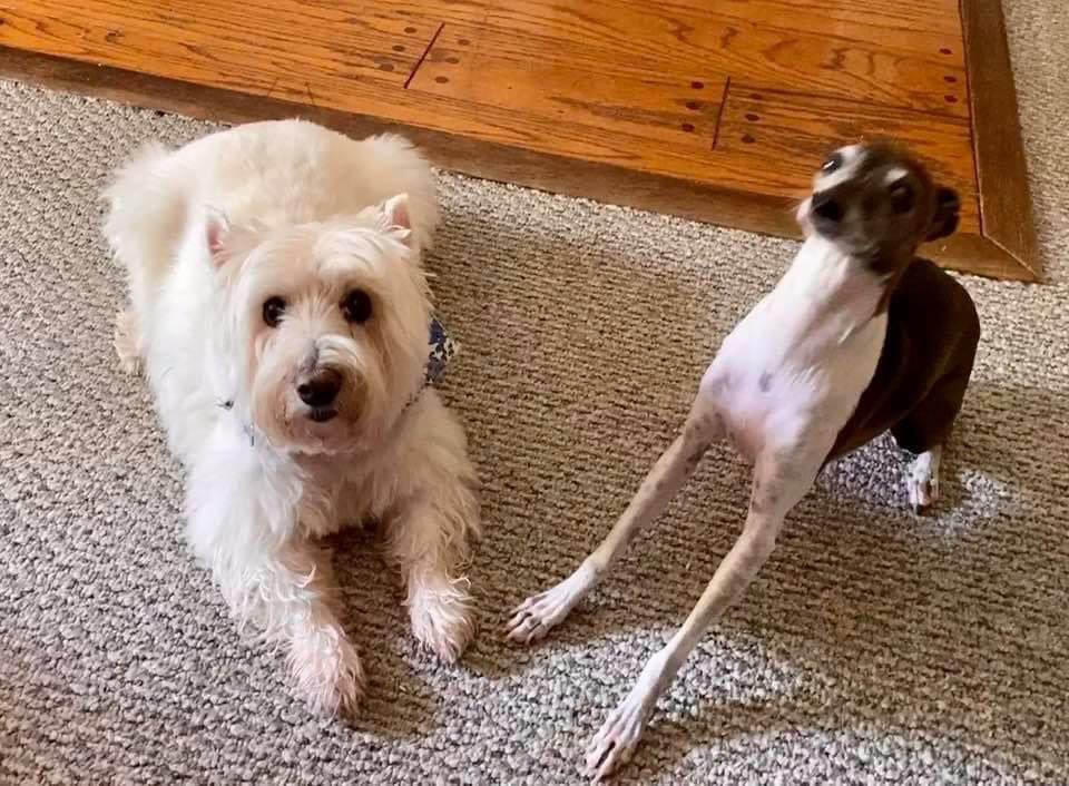 bevcam's tweet photo. @dog_rates https://t.co/gV9RxmmcXy