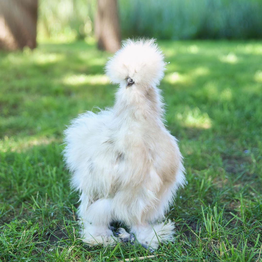 Sunshine and silkies😍 
 💚 @happyhenhaven

#raisingchickens #countrylife #backyardflock #backyardhens #chickenkeeping #happychickens #backyardpoultrymag #babychicks #lovemychickens #hobbyfarm #chickensofinsta  #chickenlover #chickenmom #countryliving #chooksofinstagram #hen