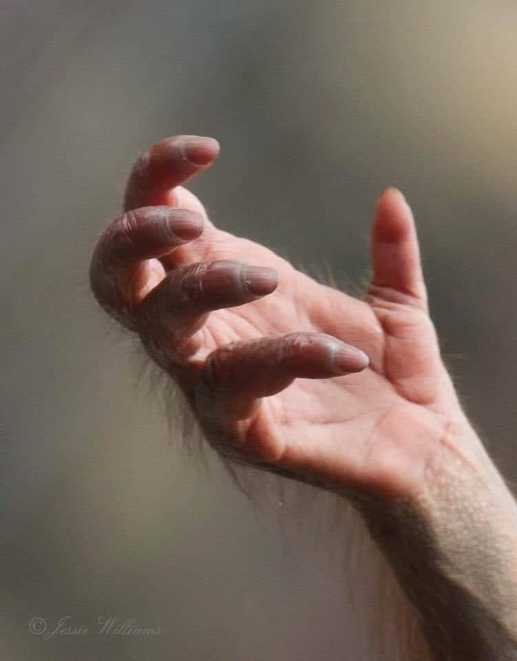 A young orangutan’s hand....so much like ours. Yet think on what we do to them. 💔🦧

📸Jessie Williams