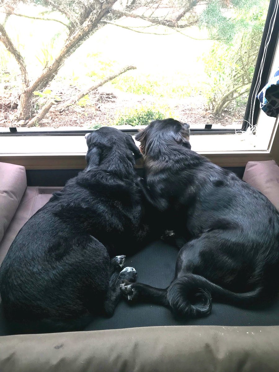 MakeVetchHappen's tweet photo. @dog_rates Gypsy and Roxy: polar opposite personalities but BFFs https://t.co/UfdOeswljH