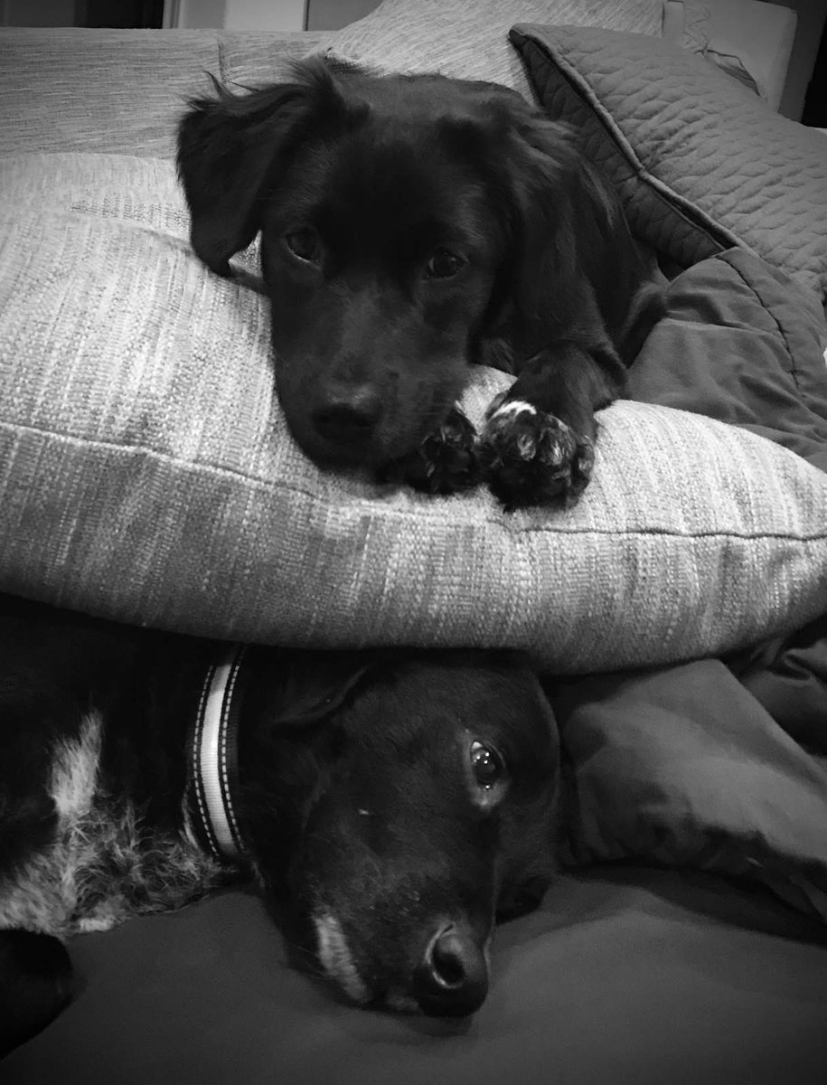 MakeVetchHappen's tweet photo. @dog_rates Gypsy and Roxy: polar opposite personalities but BFFs https://t.co/UfdOeswljH