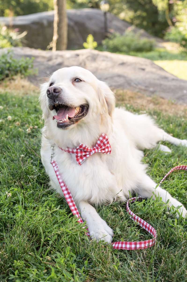 Is there anything cuter than a pup in a bow tie? Show love for your furry friend this #NationalDogDay with a treat from our @TrumpStore pet collection: https://t.co/H4ayVqpWWQ https://t.co/puCD0lMCHM