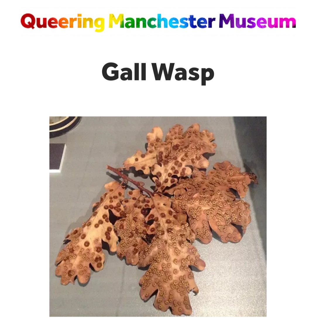 No. 4 is the gall wasp. Well done to Bryony, from the visitor team, who gives us our first genuinely interesting object and link (which is to Afred Kinsley of the sexuality scale) 7/