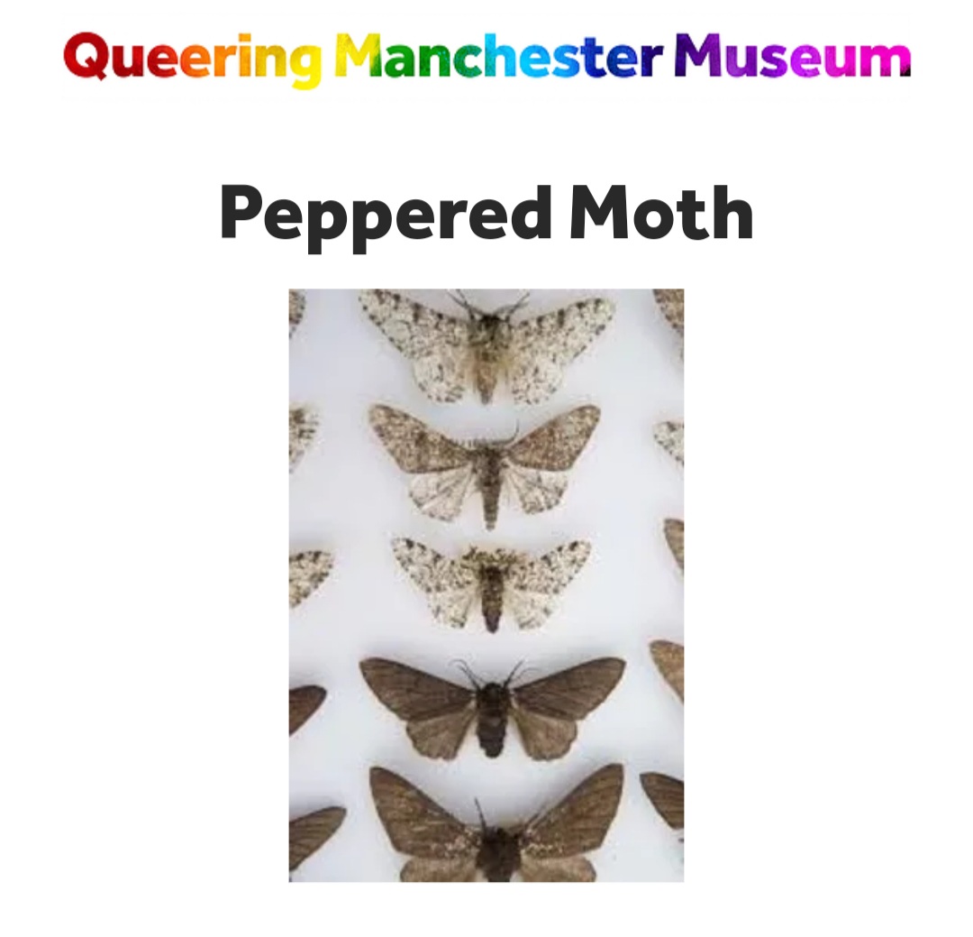No. 2 is a peppered moth. Queer people are apparently like moths, except when they are not.I think the education point here is, please don't use lights around queer people. 5/
