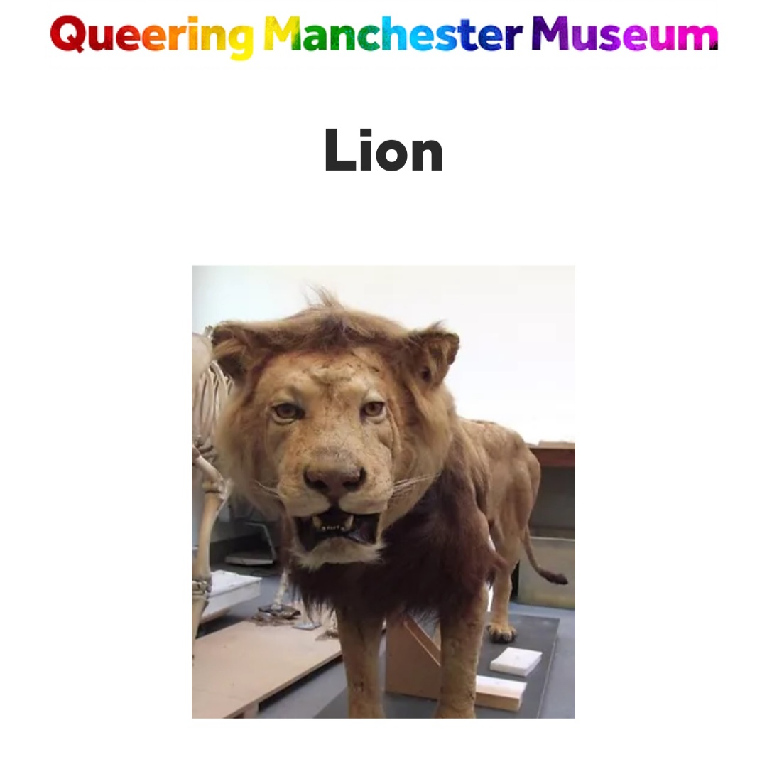 No. 8. Lion. Female lions are often not credited for their efforts and apparently mainly displayed in family groups. Bright side is boy lions don't spend their days pretending to be girl lions13/